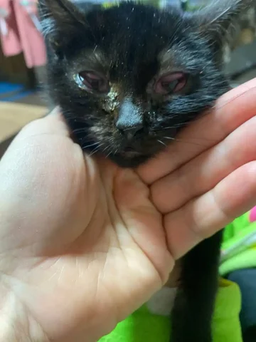 Помощь в перевозке котенка в клинику - Пропавшие животные в Саратов