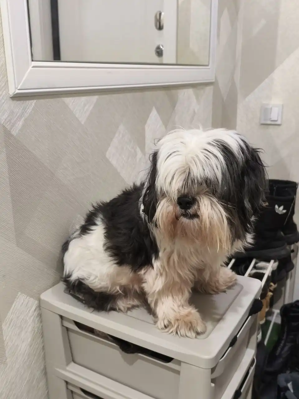 Найдена собака в Саратове - Животные в Саратов