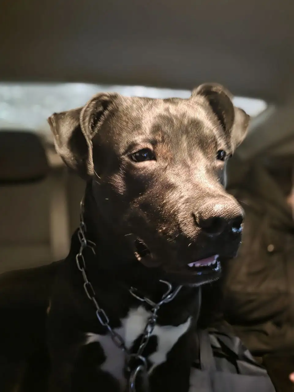 Кот на передержке в Саратове - Кошки (Животные) в Саратов