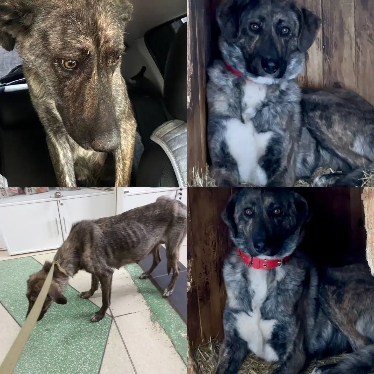 Сбор средств на лечение кошки Рады - Кошки (Животные) в Саратов