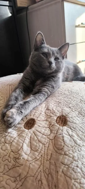 Сбор на передержку котят - Потеряшки в Саратов