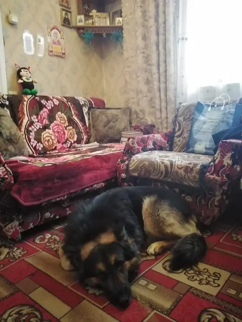 Пропал кобель Малыш в Саратове - Потерянные животные в Саратов