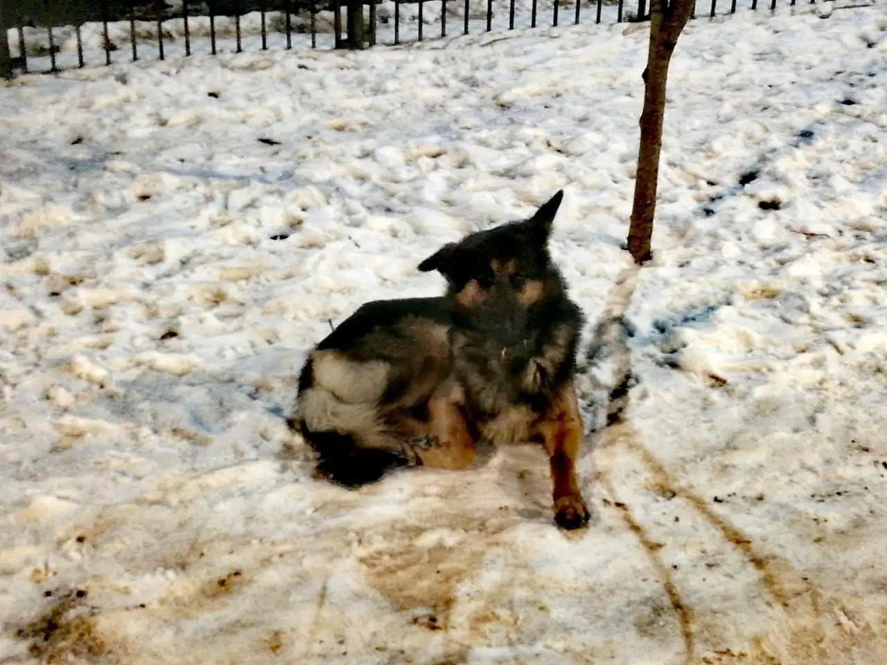 Пропал кобель Малыш в Саратове - Потерянные животные (Животные) в Саратов