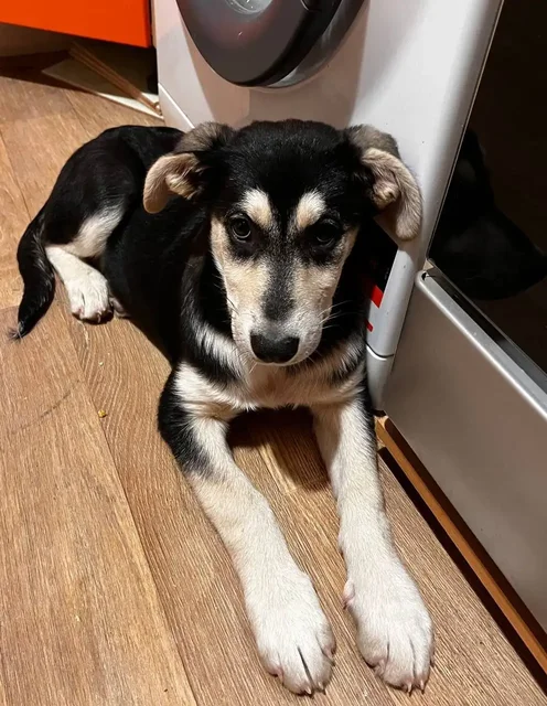 Найден щенок в Саратове - Собаки в Саратов