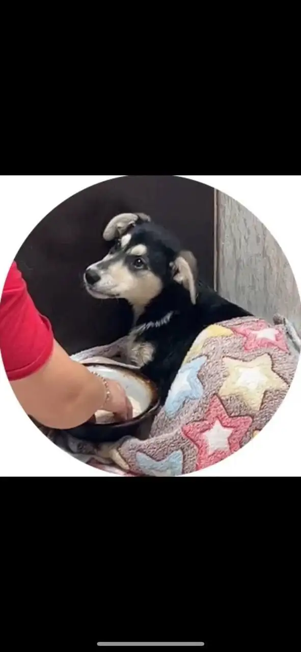 Найден щенок в Саратове - Собаки (Животные) в Саратов