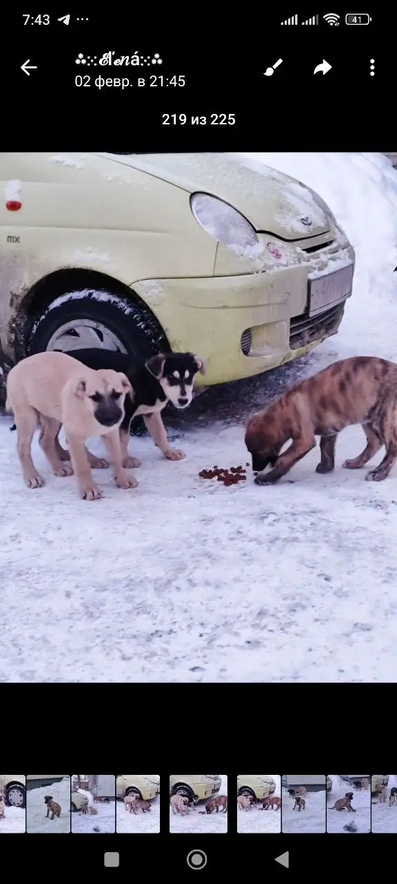Потерянный щенок в Саратове - Собаки (Животные) в Саратов