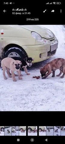 Потерянный щенок в Саратове - Собаки в Саратов