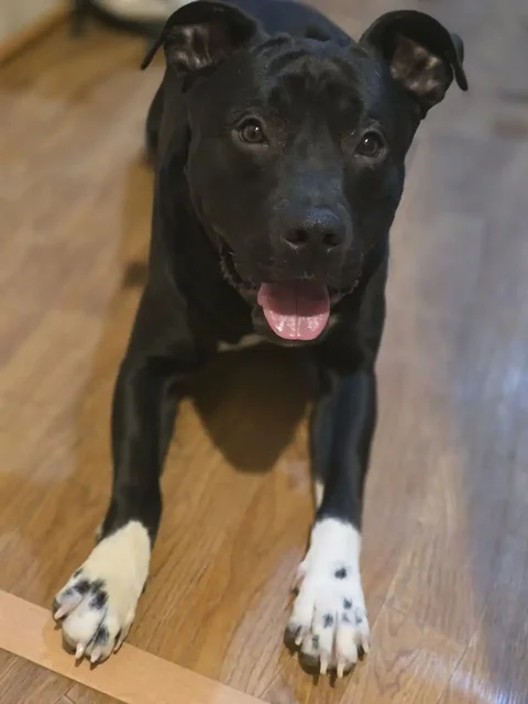 Передержка кота Царь до 12 утра в Саратове - Кошки в Саратов