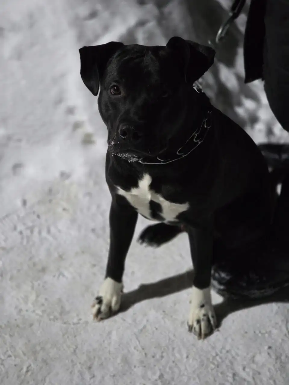 Передержка кота Царь до 12 утра в Саратове - Кошки (Животные) в Саратов