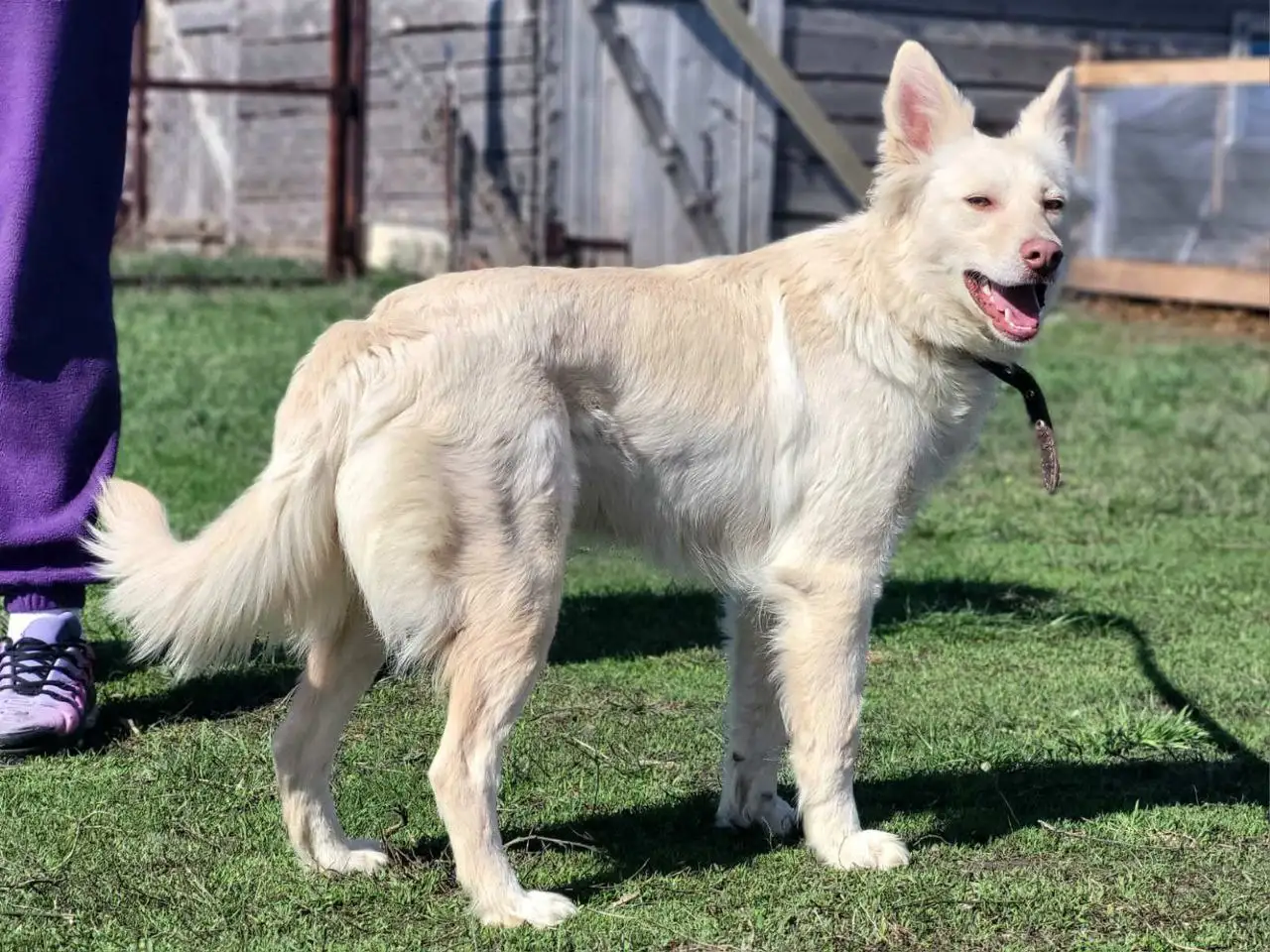 Пристрой собаки Белочки в Саратове - Собаки (Животные) в Саратов