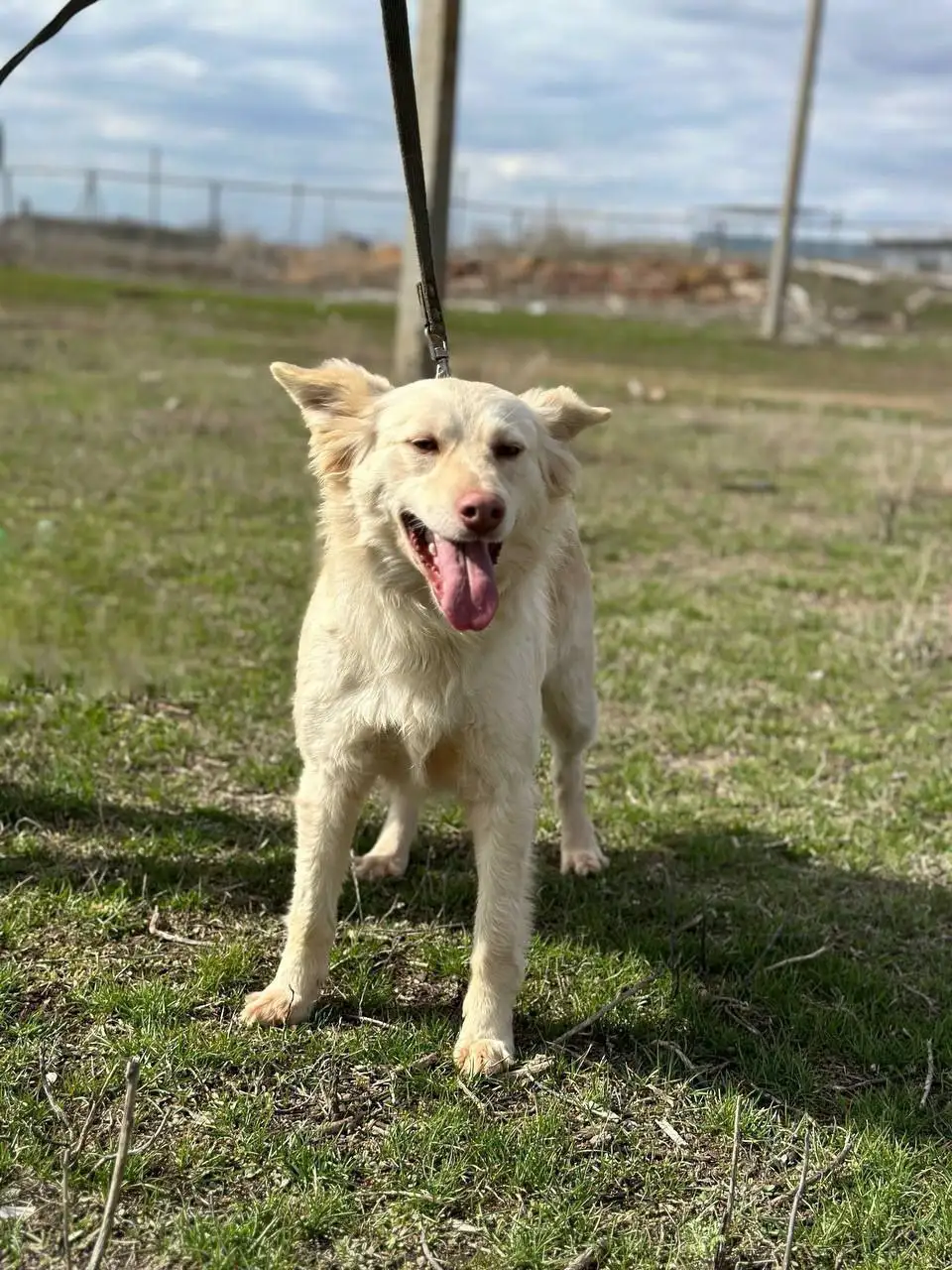 Пристрой собаки Белочки в Саратове - Собаки (Животные) в Саратов