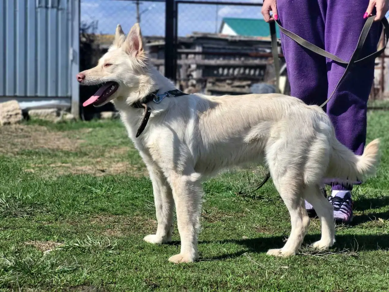 Пристрой собаки Белочки в Саратове - Собаки (Животные) в Саратов