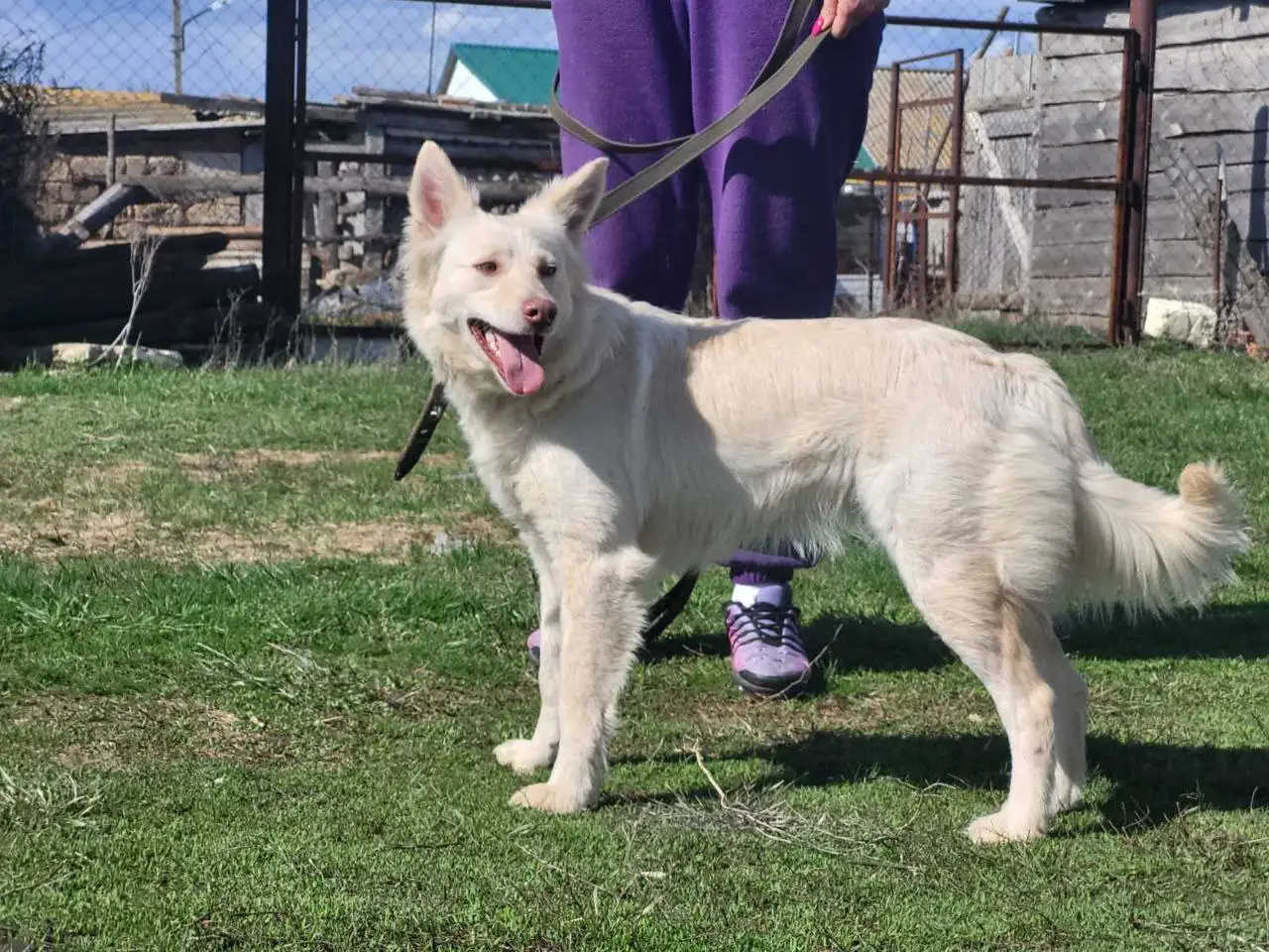 Пристрой собаки Белочки в Саратове - Собаки (Животные) в Саратов
