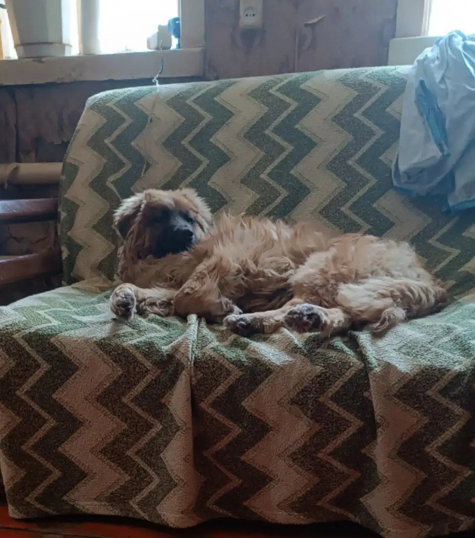 Сбор на передержку для Малыша - Передержка (Животные) в Саратов