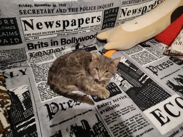 Потерялся кот в Солнечном районе Саратова - Кошки в Саратов