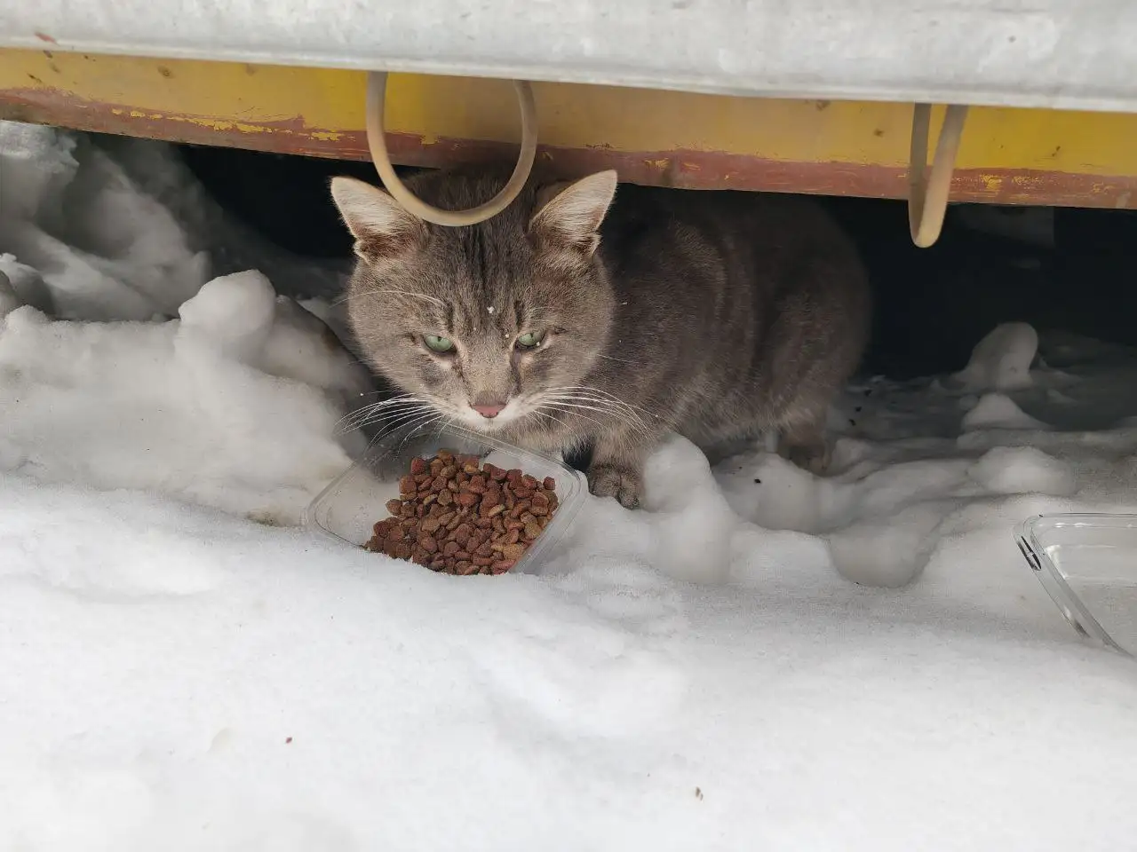 Потерялся кот в Солнечном районе Саратова - Кошки (Животные) в Саратов