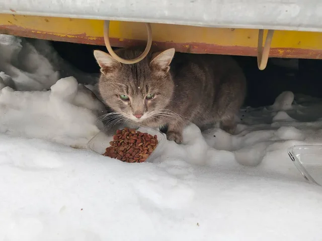 Потерялся кот в Солнечном районе Саратова - Кошки в Саратов