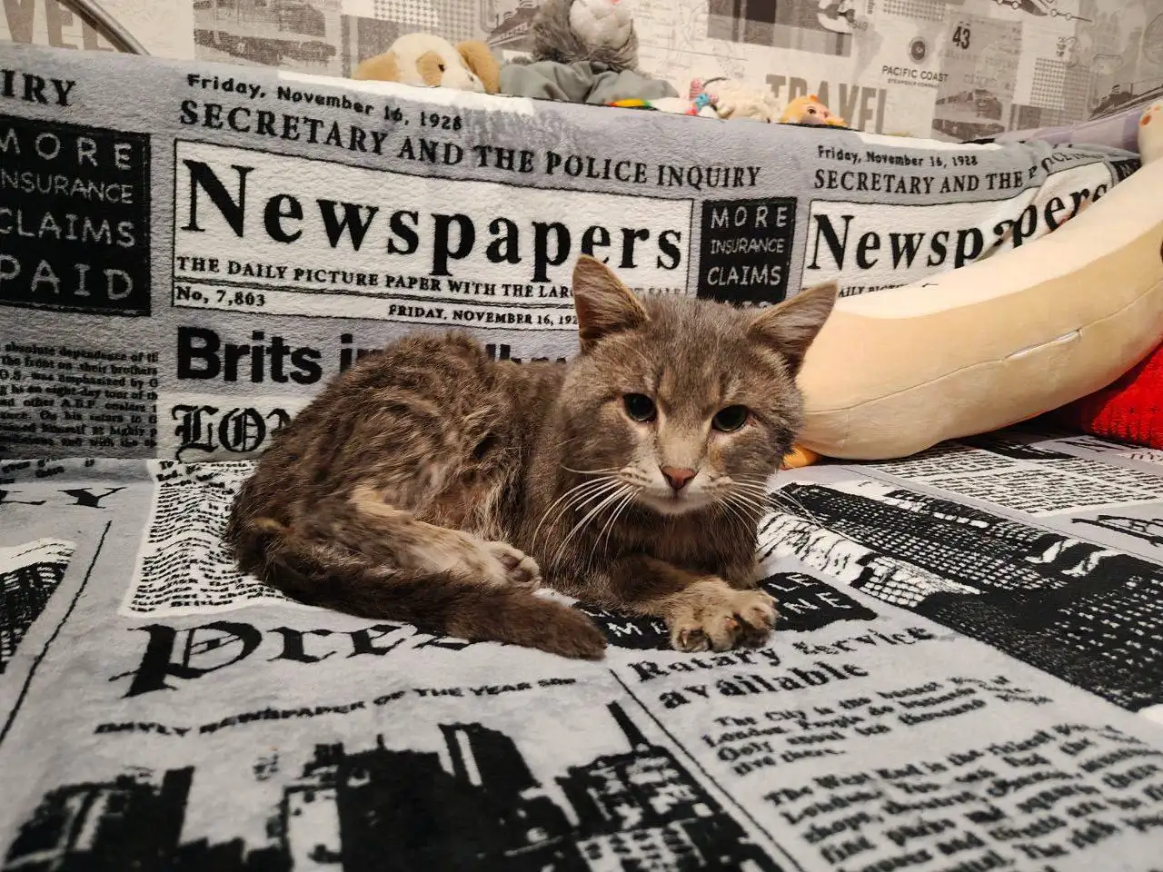 Потерялся кот в Солнечном районе Саратова - Кошки (Животные) в Саратов