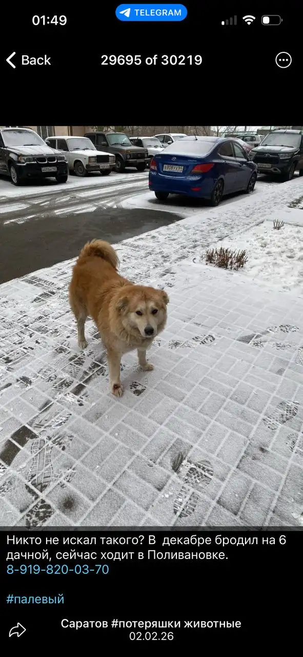 Потерявшиеся животные в Саратове - Потерявшиеся (Животные) в Саратов