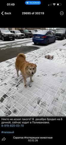 Потерявшиеся животные в Саратове - Потеряшки в Саратов