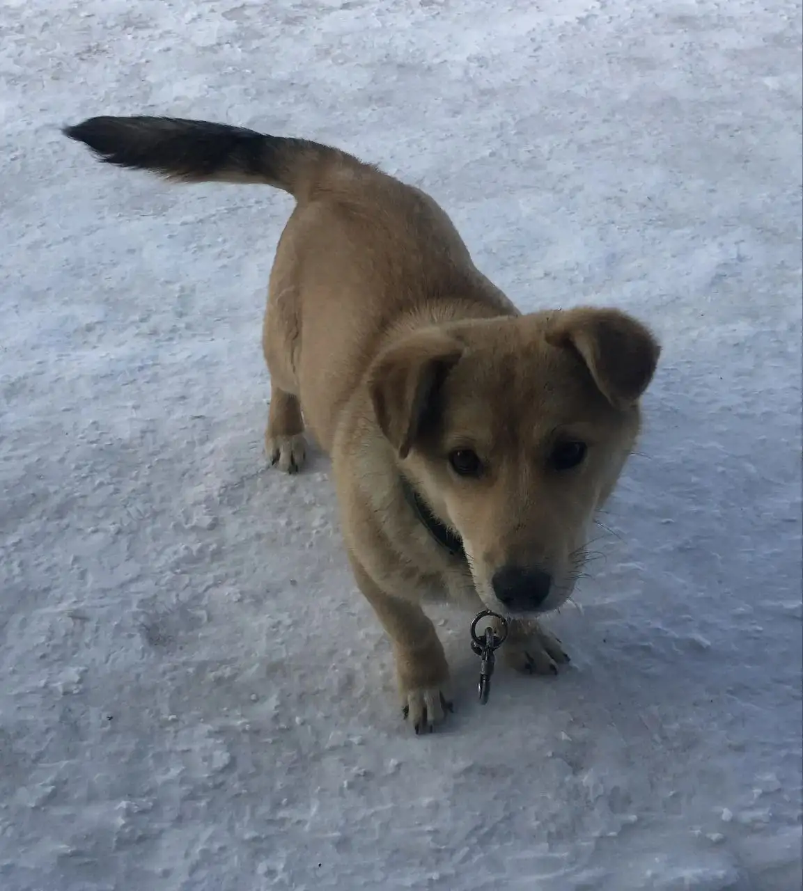 Найден домашний пёсик в Лётном городке - Собаки (Животные) в Энгельс