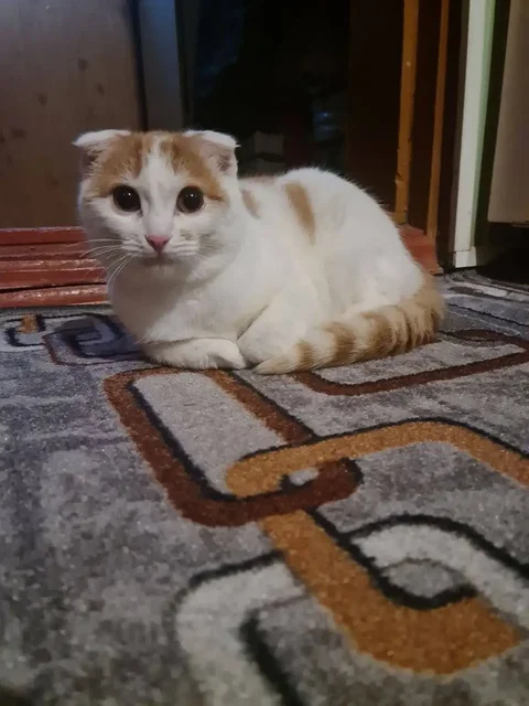 Кошечка подросток ищет семью - частное объявление в Калининск