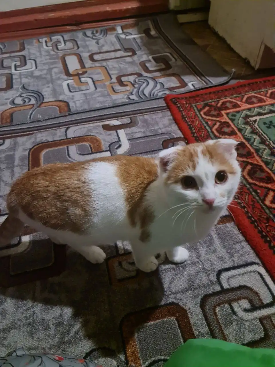 Кошечка подросток ищет семью - Кошки (Животные) в Калининск