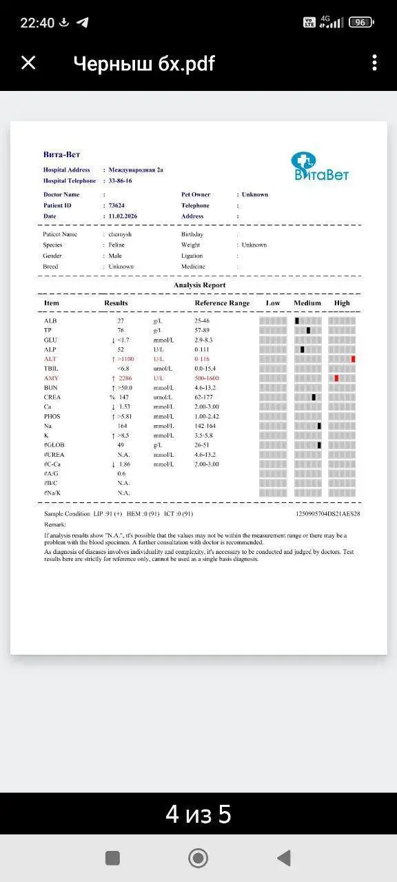 Отчет по сбору средств для котика, покусанного собаками - Животные в Саратов