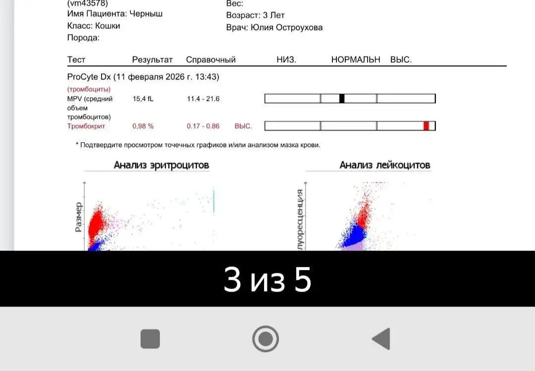 Отчет по сбору средств для котика, покусанного собаками - Животные в Саратов