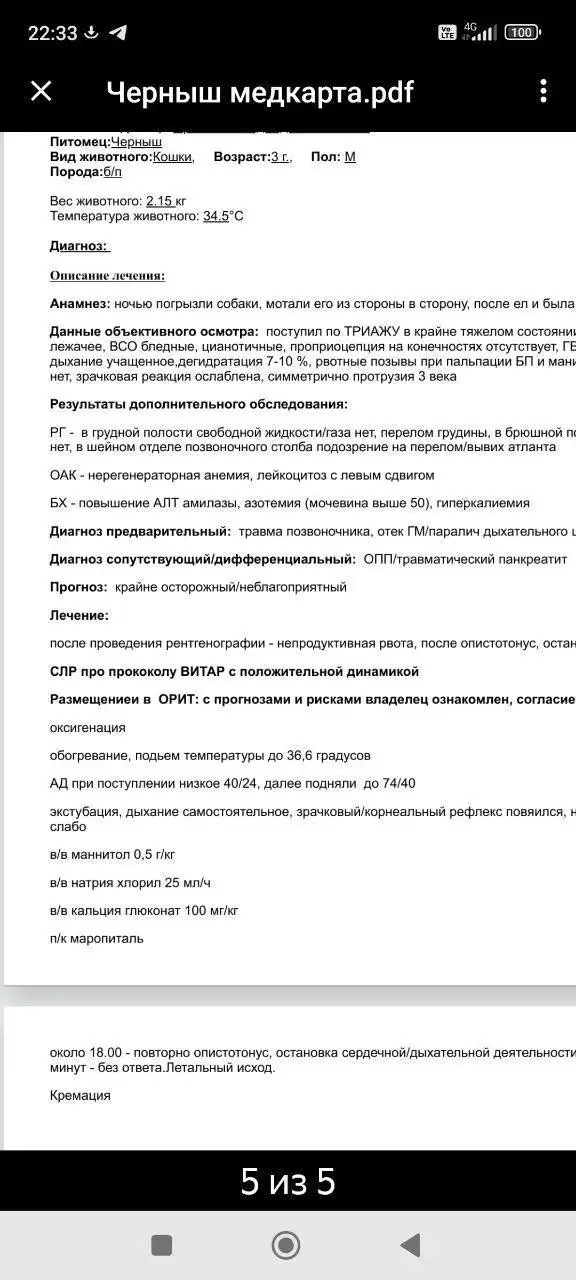 Отчет по сбору средств для котика, покусанного собаками - Животные в Саратов