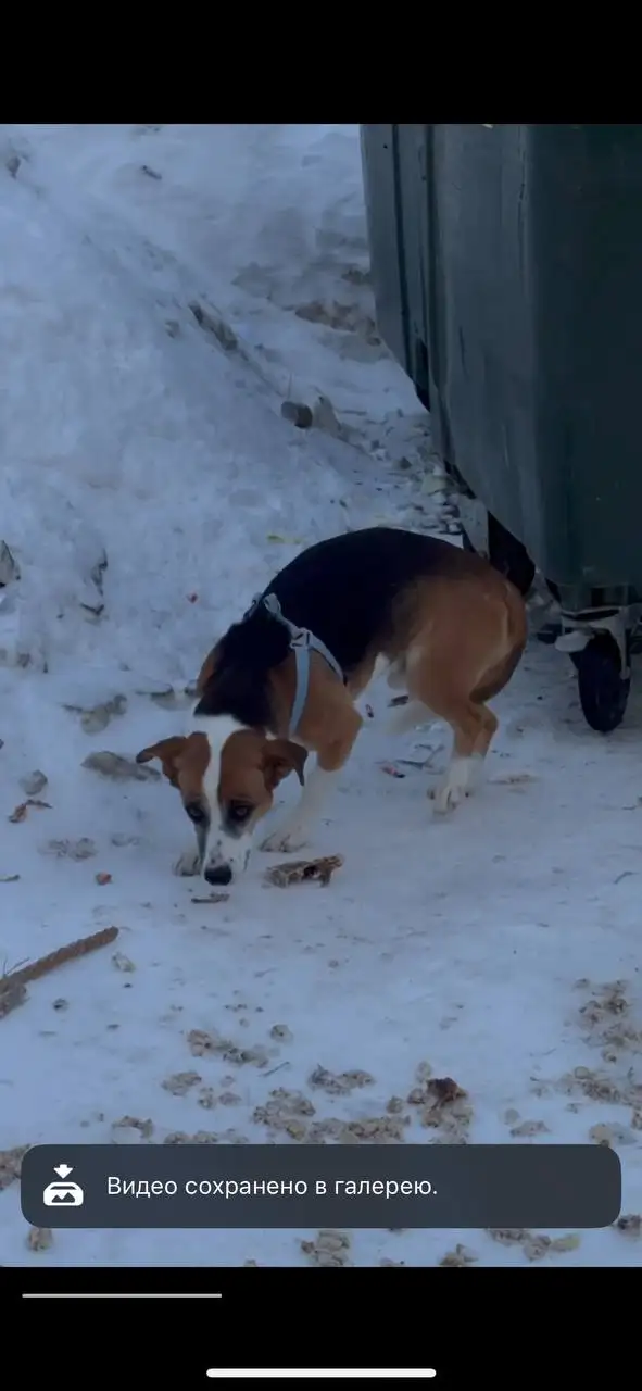 Потерянная собака в районе Иволгино - Собаки (Животные) в Саратов