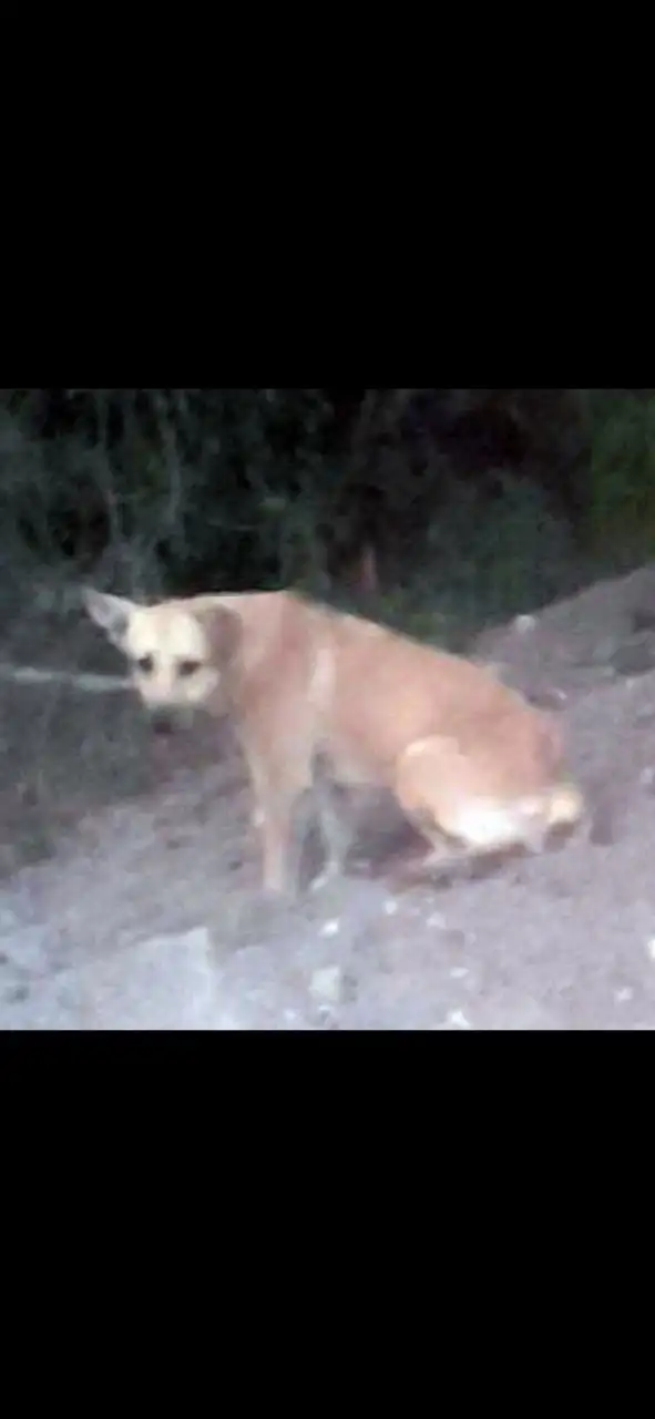 Пропала собака в Заводском районе Саратова - Собаки (Животные) в Саратов