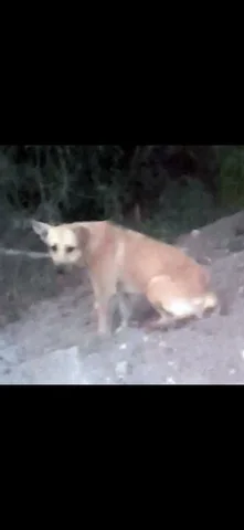 Пропала собака в Заводском районе Саратова - Собаки в Саратов