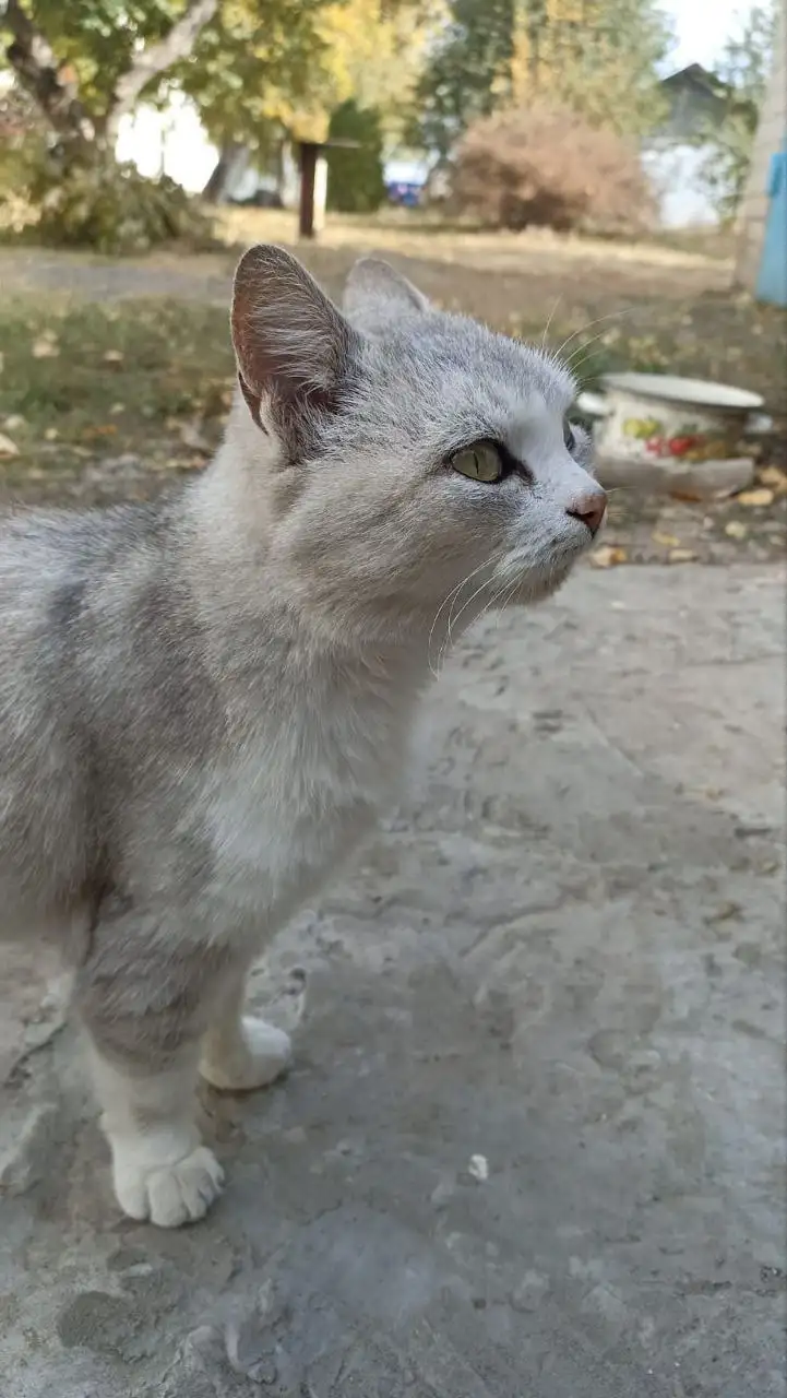 Пристрой кошечки Лизы - Кошки (Животные) в Саратов