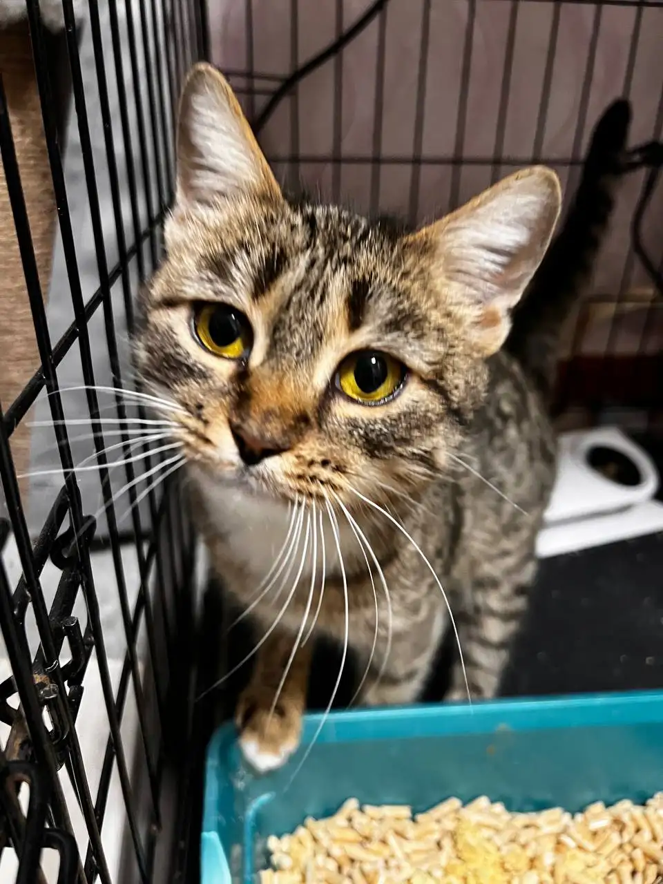 Кошечка на передержке ищет хозяев - Кошки (Животные) в Саратов