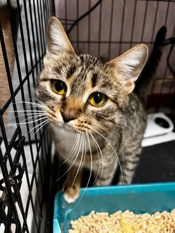 Кошечка на передержке ищет хозяев - Кошки в Саратов