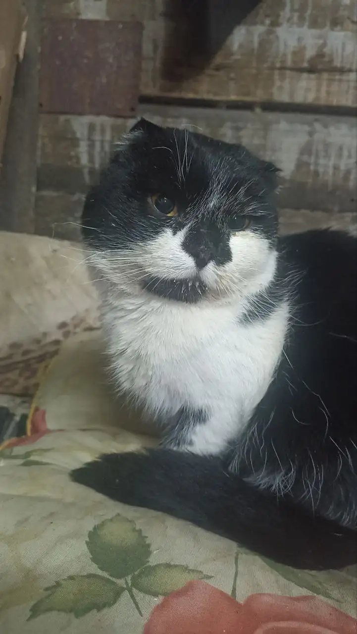 Ищем дом и заботливых хозяев для котика - Кошки (Животные) в Саратов