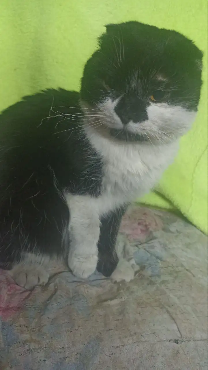 Ищем дом и заботливых хозяев для котика - Кошки (Животные) в Саратов