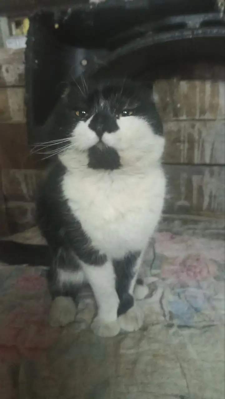 Ищем дом и заботливых хозяев для котика - Кошки (Животные) в Саратов