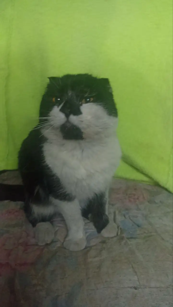 Ищем дом и заботливых хозяев для котика - Кошки (Животные) в Саратов