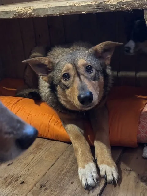 Ищем дом для Алисы - Собаки в Саратов