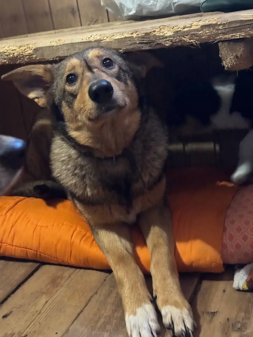 Ищем дом для Алисы - Собаки (Животные) в Саратов