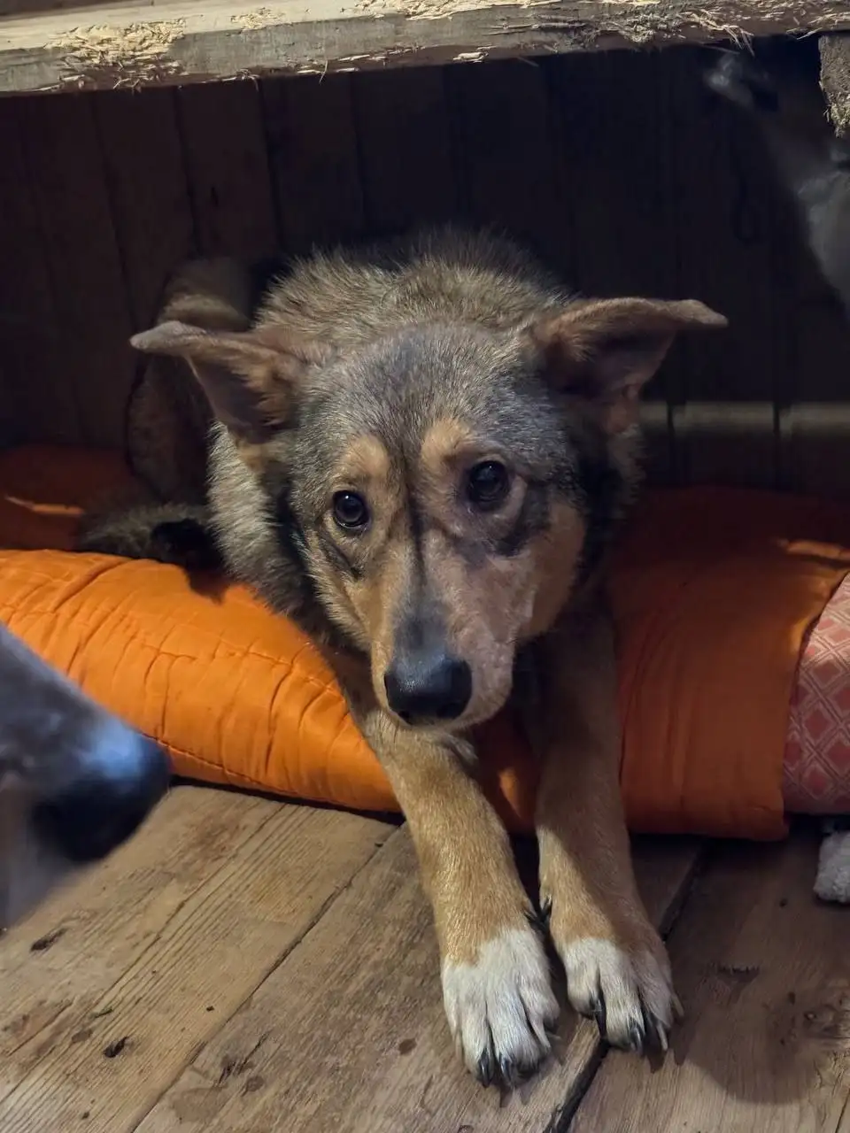 Ищем дом для Алисы - Собаки (Животные) в Саратов