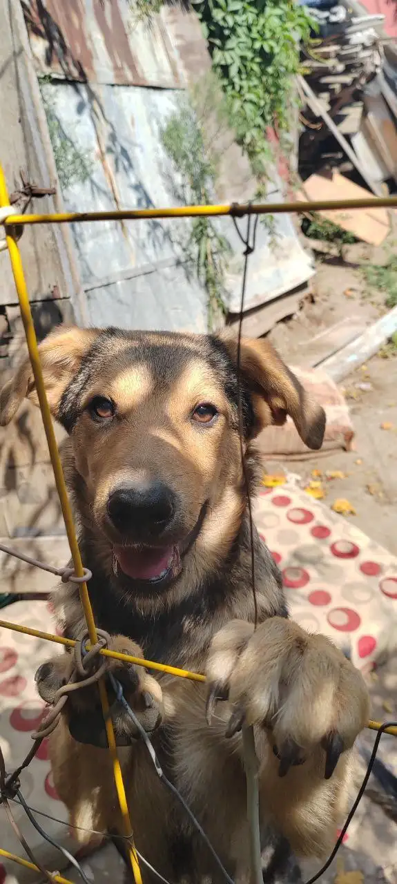 Ищем дом для Алисы - Собаки (Животные) в Саратов