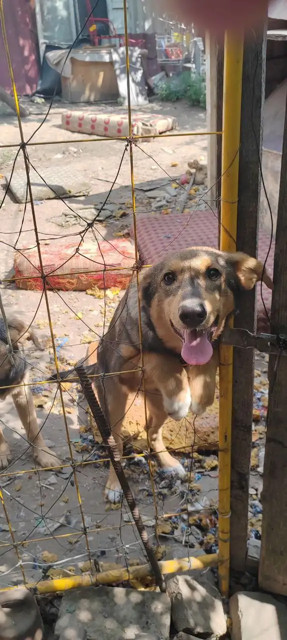 Ищем дом для Алисы - Собаки (Животные) в Саратов