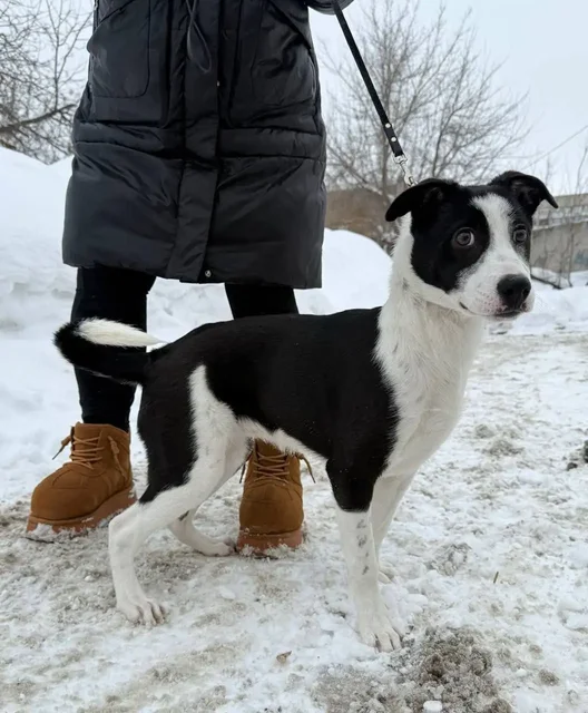 Помощь щенку Симе - Собаки в Саратов