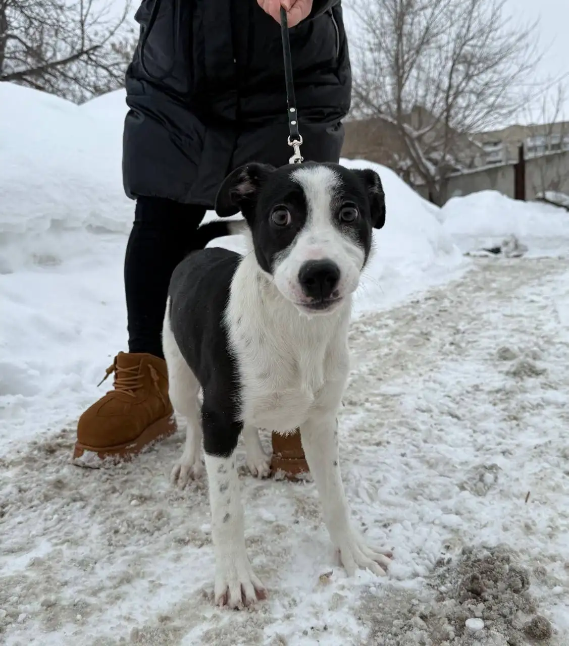 Помощь щенку Симе - Собаки (Животные) в Саратов