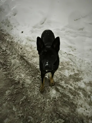 Пёс похожий на овчарку бродит во дворе на Орджоникидзе - Собаки в Саратов