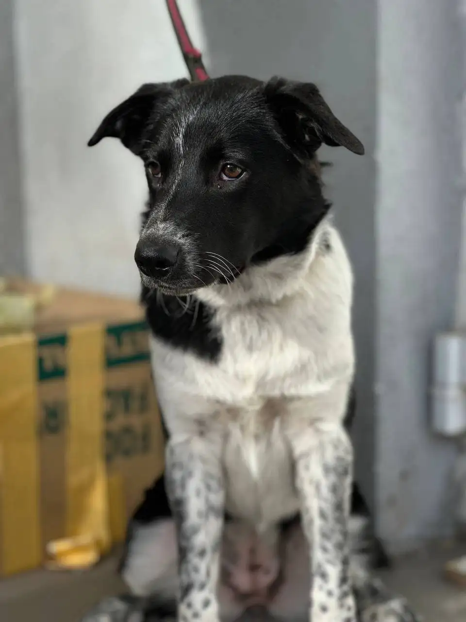 Сбор средств на передержку собаки Рюджины в приюте - Потеряшки в Саратов