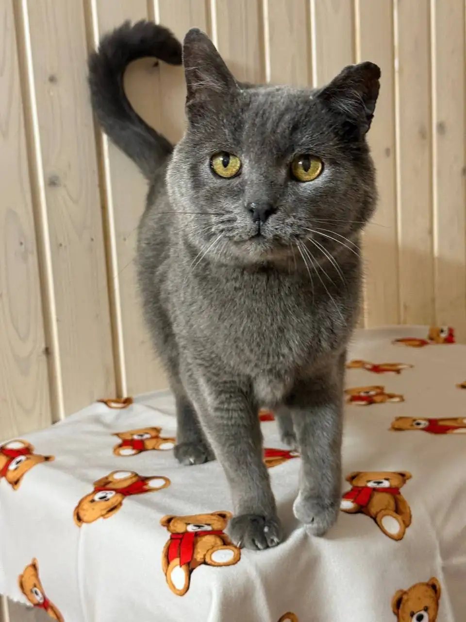 Британский кот Митя ищет семью в Саратове - Кошки (Животные) в Саратов